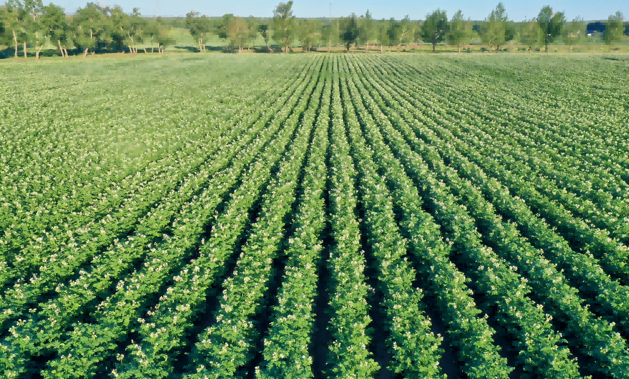 果蔬脆片OEM|VF薯?xiàng)l|法式薯?xiàng)l|薯?xiàng)l